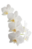 Fototapeta Storczyk - white phalaenopsis orchid flowers on a stem, isolated on a white background