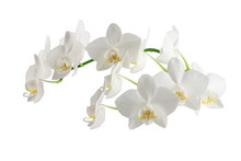 White Phalaenopsis Orchid Flowers On A Stem, Isolated On A White Background