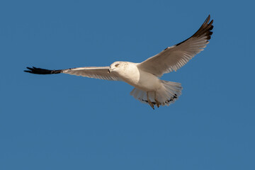 Wall Mural - Ring-billed Gull