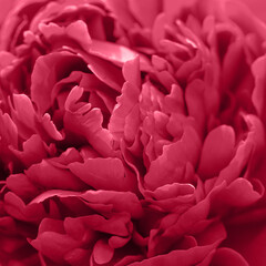 Wall Mural - magenta peony flower,close-up with selective focus and dark blurred background. color viva magenta
