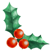 Mistletoe Holly Leaf And Berry Christmas Holiday Season Decorative Element Watercolor Painting Illustration