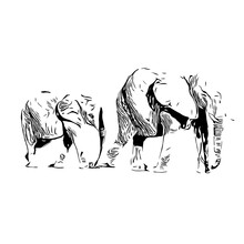 Black And White Sketch Of An Elephant On A Transparent Background