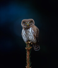 Glaucidium Passerinum Sits On A Branch At Night And Looks At The Prey