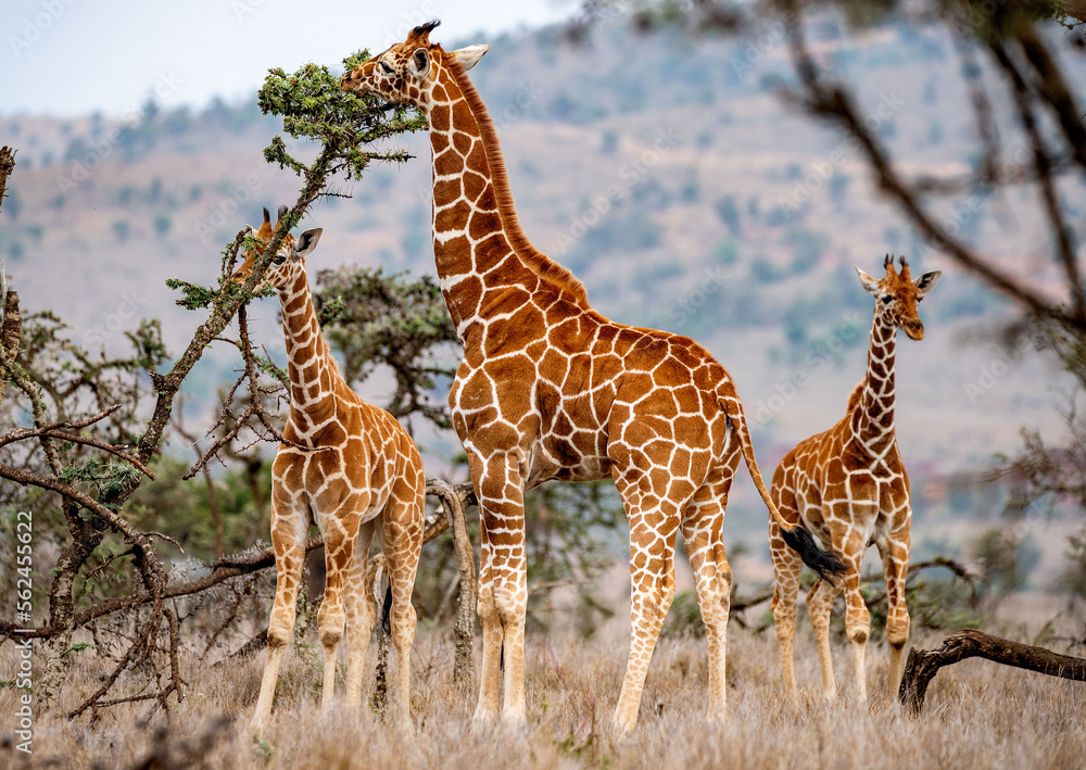 Young Reticulated Giraffes. The Reticulated giraffe is a herbivore ...