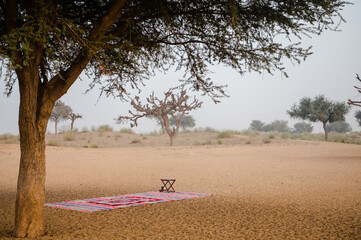 Canvas Print - tree on the beach