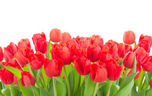 Fresh Red Tulip Flowers