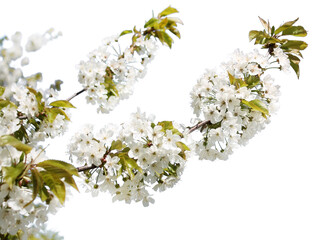 branch of cherry tree