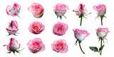 Pink rose isolated on white