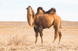 One Bactrian camel in steppe. Kazakhstan