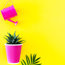 Garden Watering Can With Cacti And Flower Pots Of Magenta Color On A Yellow Background. Creative Home Flower Care Layout With Space To Copy.