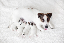 Dog Breastfeeding Puppies