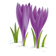 Violet Flowers In The Snow. Illustration Of Two Purple Flowers Sprouting From The Snow.