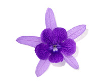 Close Up Of Purple Wreath Sandpaper Vine Flower.