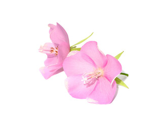 Canvas Print - Close up Pink dombeya flower on white background.