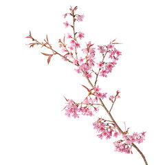sakura flowers, a branch of wild himalayan cherry blossom pink flowers with young leaves budding on 