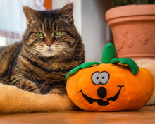 Grumpy Tabby Cat Sitting Next To A Cheerful Plush Pumpkin