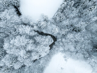Wall Mural - Aerial view of snow covered forest in winter in Switzerland, Europe. Rural landscape in cold season.