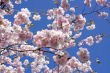Fototapeta Nowy Jork - Beautiful branches of pink cherry or Sakura flowers in a park. Spring blossoms on blue sky background,