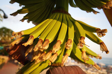 Bananas Growing Wild Outdoors In Tropical Climate