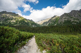 Fototapeta Kwiaty - High Tatras lanscape in Slovakia, Europe