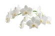 © Елена Челышева - white phalaenopsis orchid flowers on a stem, isolated on a transparent background