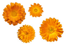 Yellow And Orange Heads Of Officinalis Calendula Flowers Isolate Top View