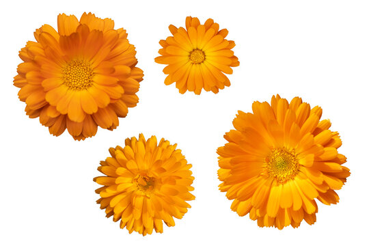 Wall Mural - yellow and orange heads of officinalis calendula flowers isolate top view