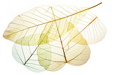 Wall Mural - leaf texture pattern, leaf background with veins and cells - macro photography