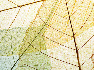 Wall Mural - leaf texture pattern, leaf background with veins and cells - macro photography