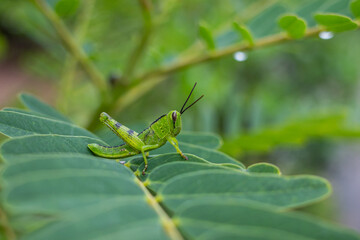 Wall Mural - green grasshopper perched on a leaf