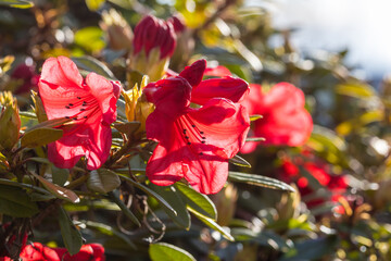 Canvas Print - Rhododendron