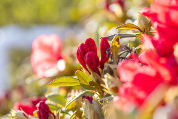 Canvas Print - Rhododendron