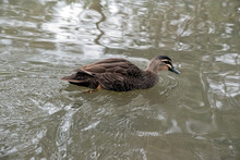 The Pacific Black Duck Has Brown Feathers With Tan Edges, A Black Bill And Two White Stripes On Its Face