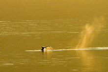 Breath Whale And Tail In Golden Light