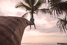 Man Sitting On Palm Tree, Bali, Indonesia