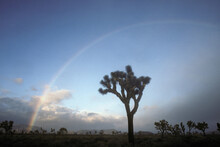 A Rainbow Is Seen Above The Joshua Trees, California, USA.