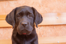 Portrait Of A Black Labrador Retriever Puppy. Dog On A Beige Background.