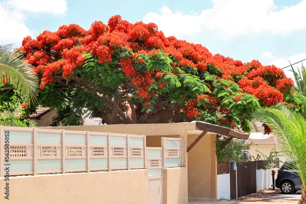 View of flowering tree on city street