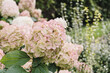 White and pink hydrangea flowers in full bloom in a garden.  Hydrangea bushes blossom on sunny day. Flowering hortensia plant. Blossoming flowers in the spring