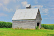 A venerable, veteran barn with matching cupola on the roof surrounded by a mature cornfield 