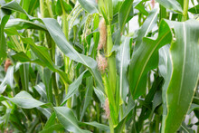 Young Corn Fruits On The Corn Field