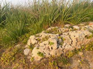 Lime stone with germinated plants. Warm sun rays.