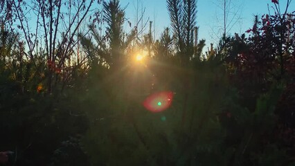 Wall Mural - sun rays over small three in mountain