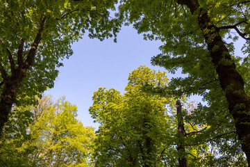 Canvas Print - green leaves in the sun