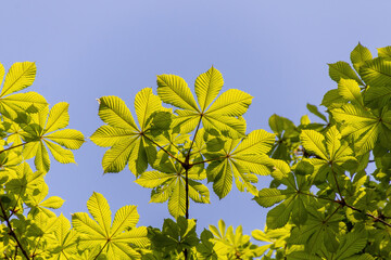 Poster - green leaves in the sun