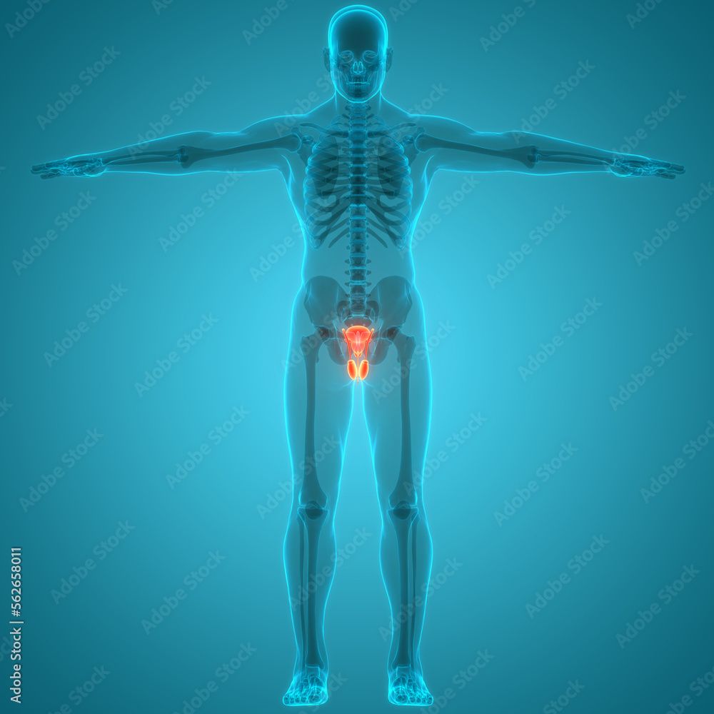 Anatomy visual data 8