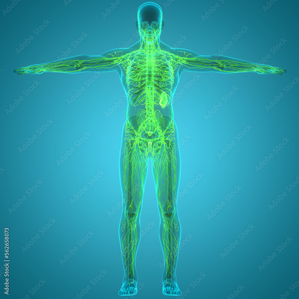 Human Internal System Lymph Nodes Anatomy Stock Illustration | Adobe Stock