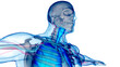 Human Respiratory System Larynx and Pharynx Anatomy
