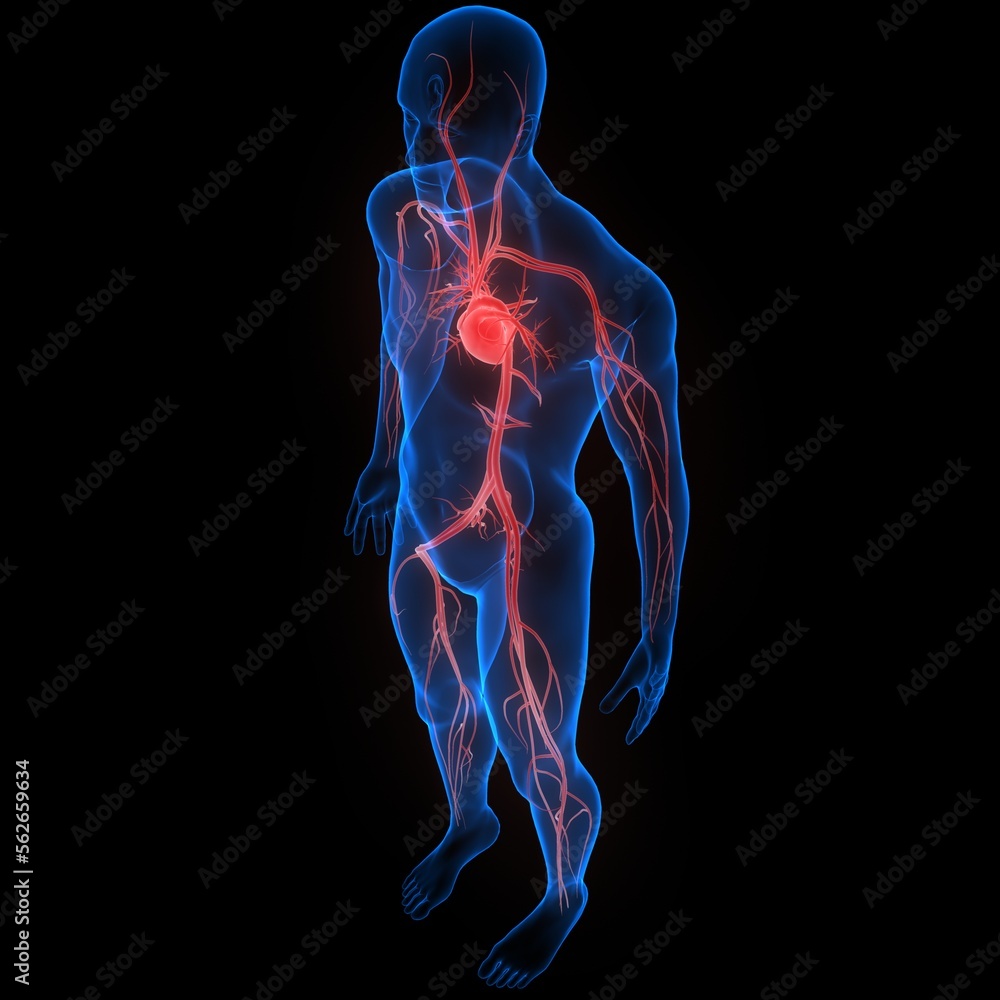Human Circulatory System Heart Anatomy Stock Illustration | Adobe Stock
