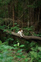 Wall Mural - dog in the green forest. Jack Russell Terrier in nature among the trees. Walk with a pet 